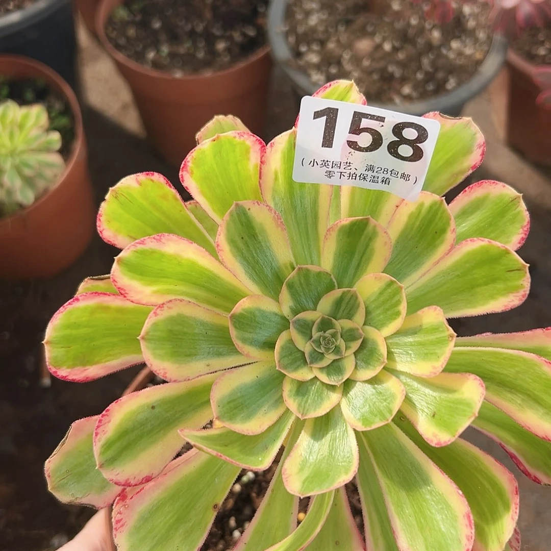 多肉植物多肉植物158