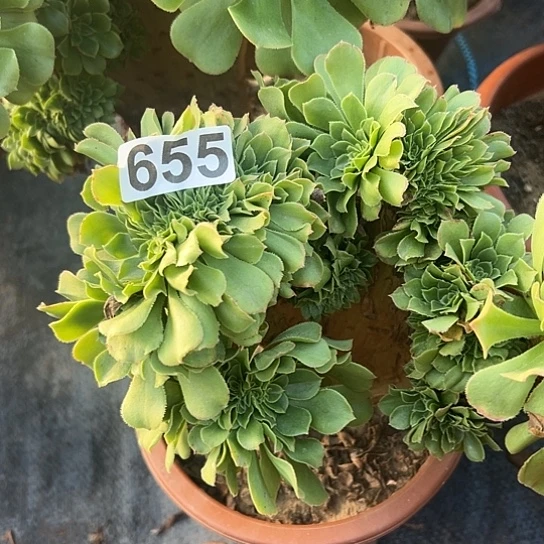 剧***人多肉植物一个玫瑰655
