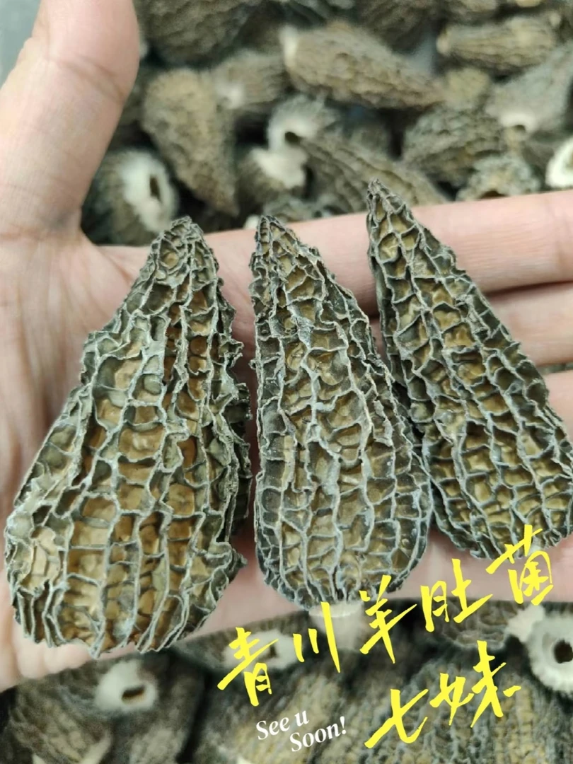 【2025七妹】青川羊肚菌头茬干货 生态营养肉质厚实味醇鲜美