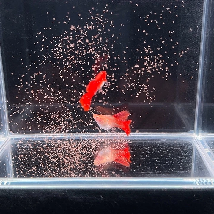 孔雀鱼血红球孔雀