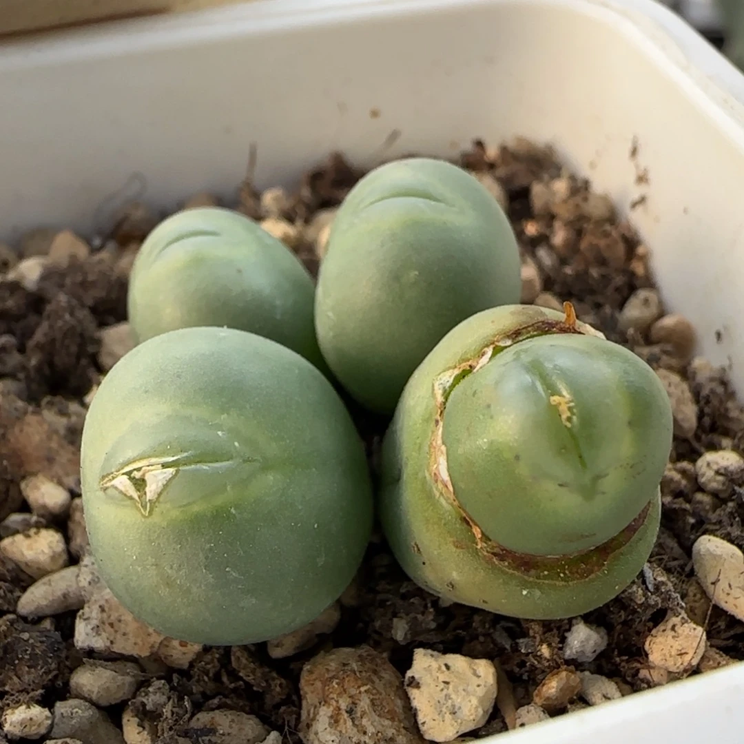 1-4-1-6当天满38包邮玻尿酸海豚嘴脱土