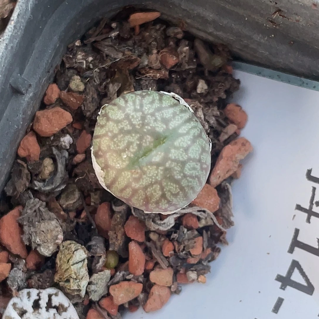 14-149送奶杂多肉植物