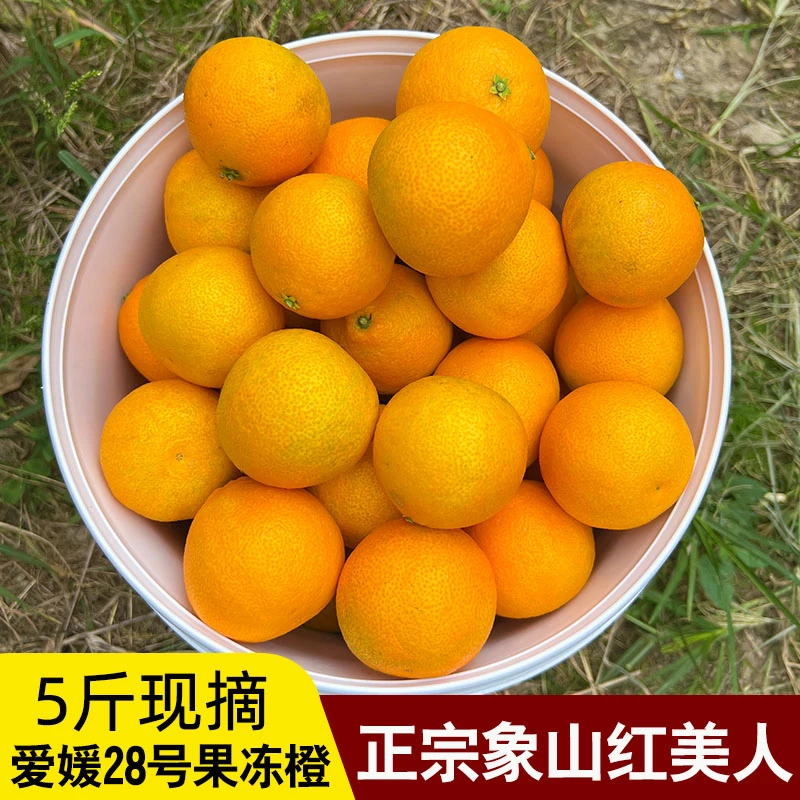 正宗象山红美人柑橘爱媛28号果冻橙子产地直发红美人散装五斤装