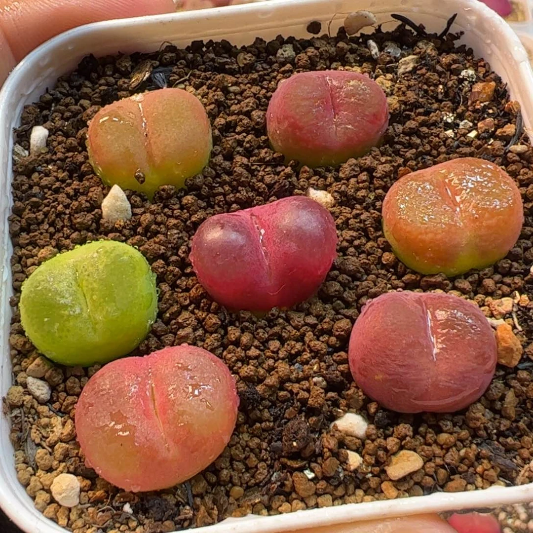 436多肉植物百科