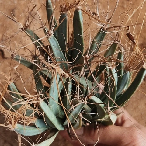 3186三头光山无根无根