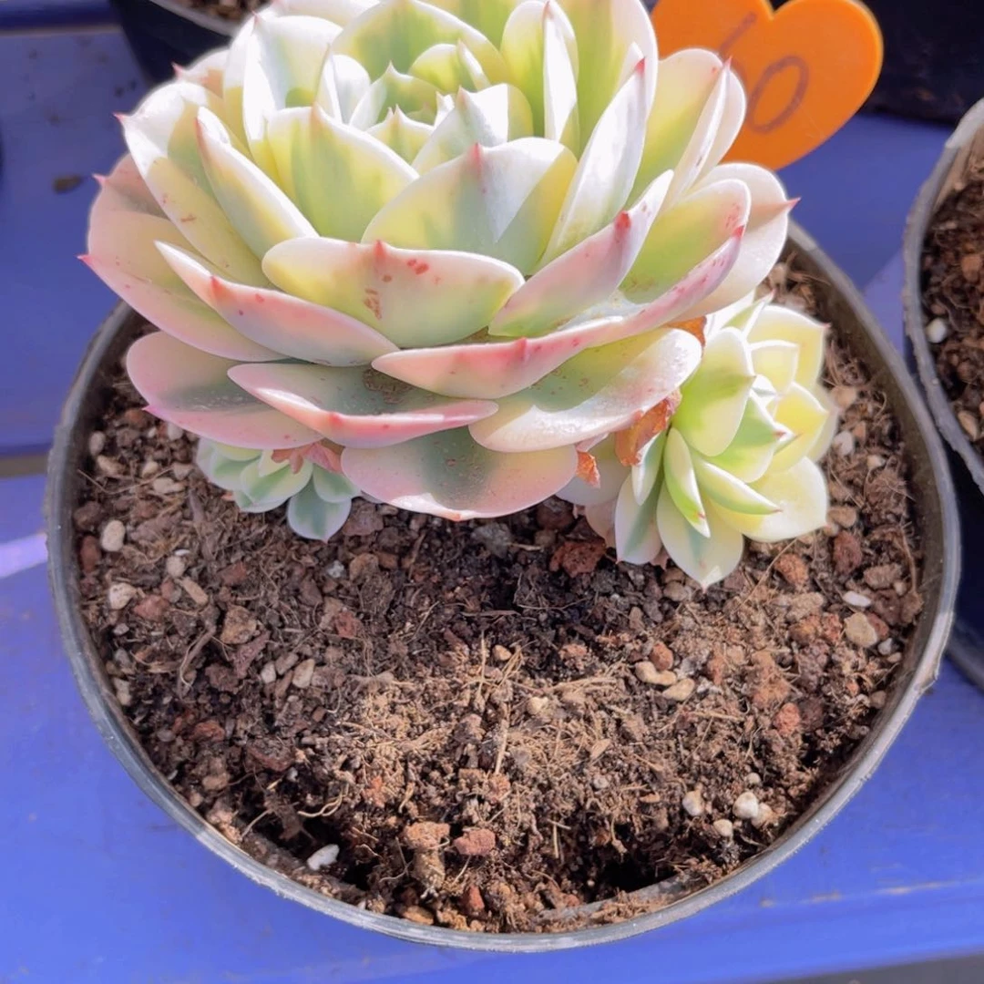 ?****60号多肉植物一物一拍