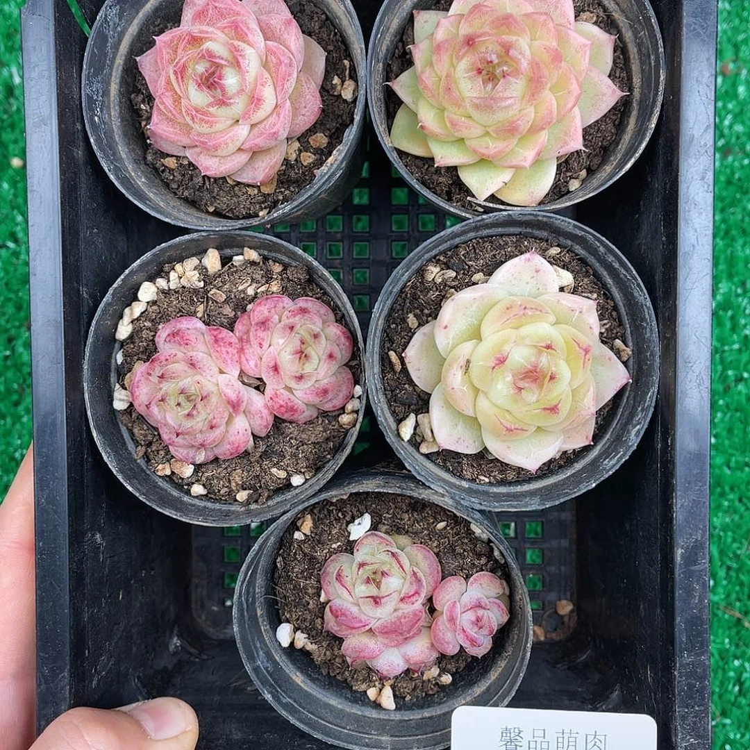 多肉一物一拍10-142