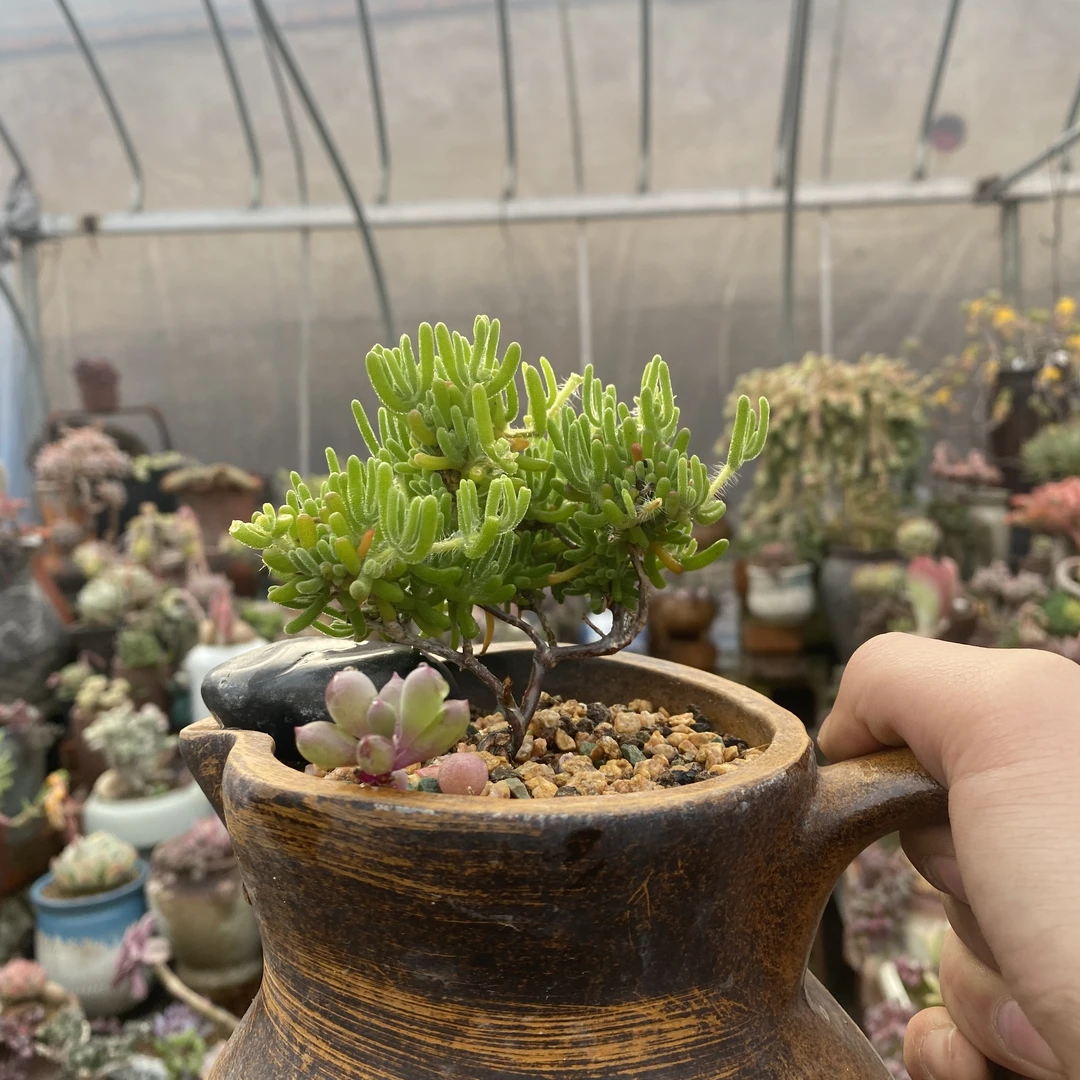 枝干盘杏多肉植物室内室外绿植好养新手老手皆宜办公室精品好看