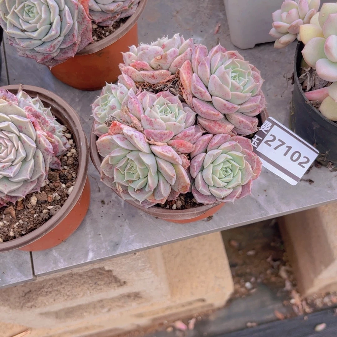 海林娜杂多肉植物27102