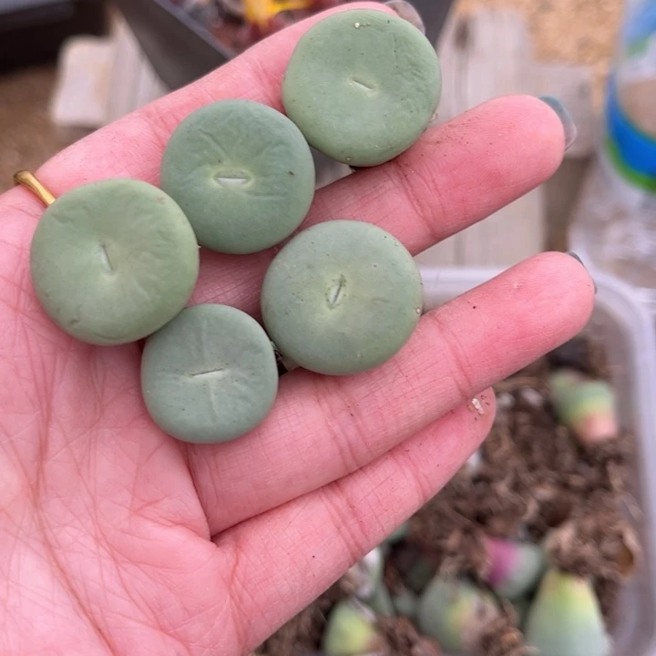 五颗小红嘴888888888