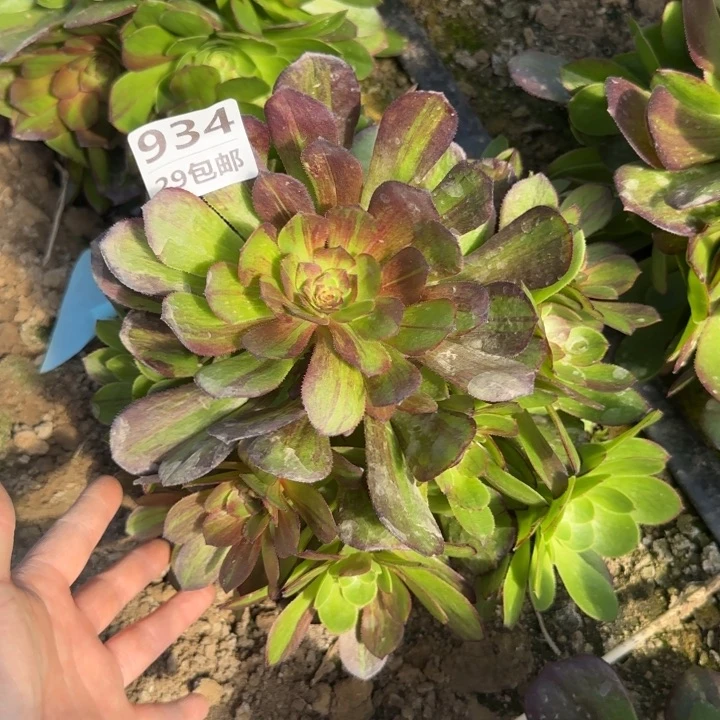 花月夜……多肉植物……