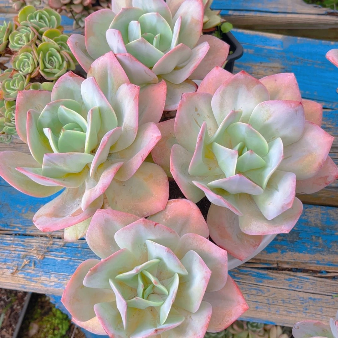 新疆西藏内蒙不发货，白凤