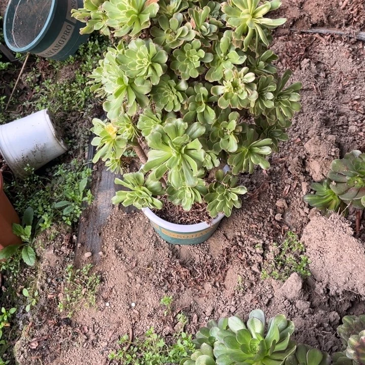 飞***9飞姐多肉111111111