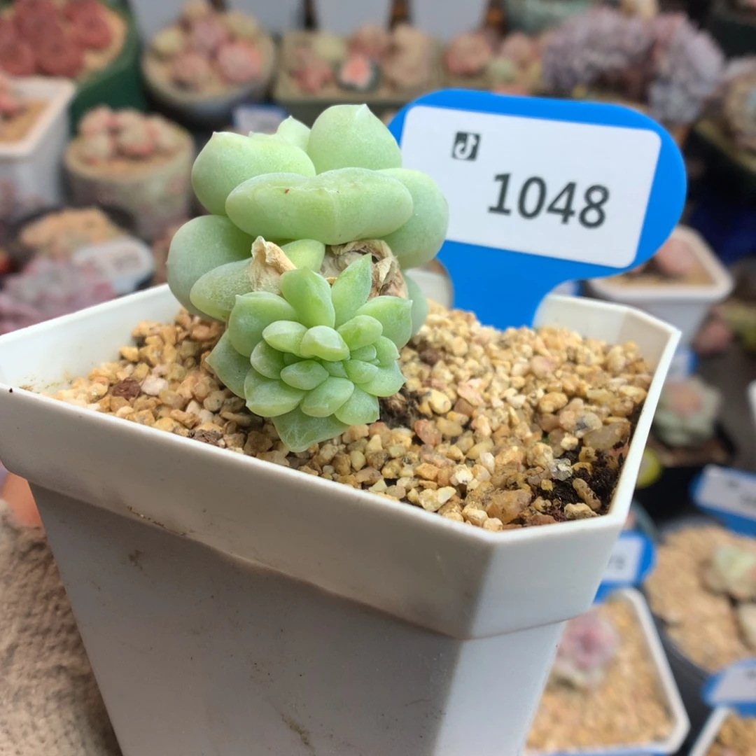 1048冰玉石化缀化多肉植物