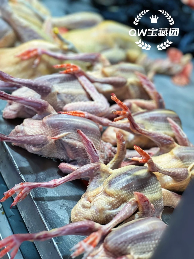 本地靓白鸽8两1只