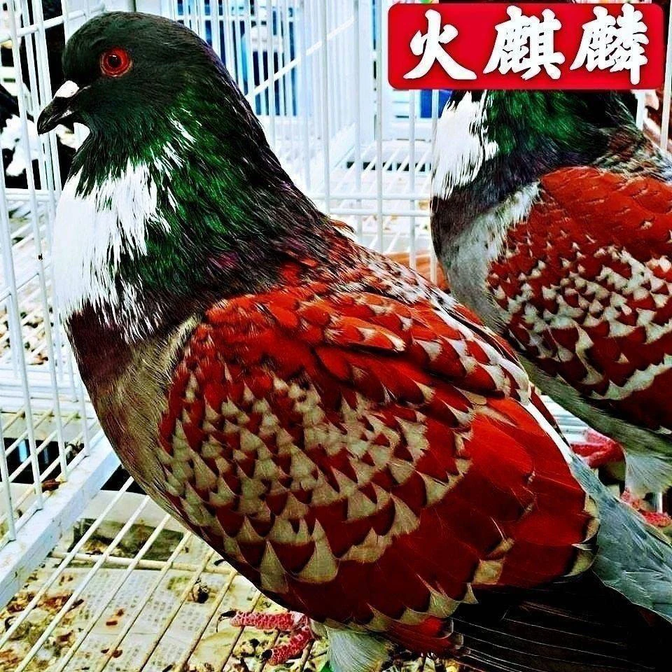 德国进口活体火麒麟种鸽一对保健品