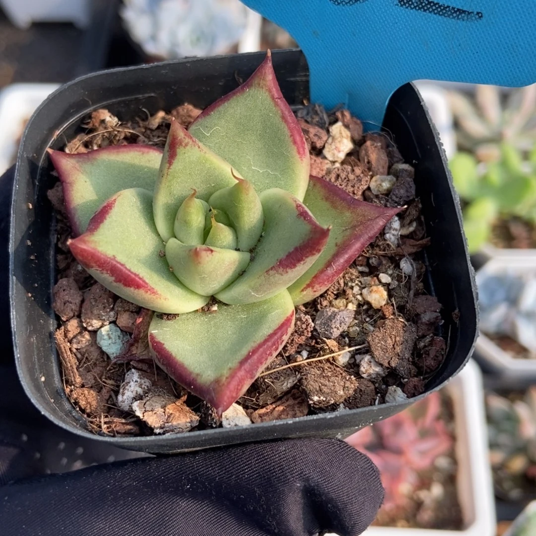 1032乌木多肉植物保护