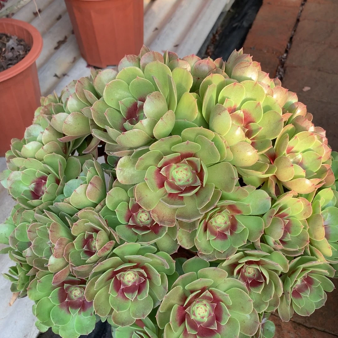 万朵朵红心，多肉植物