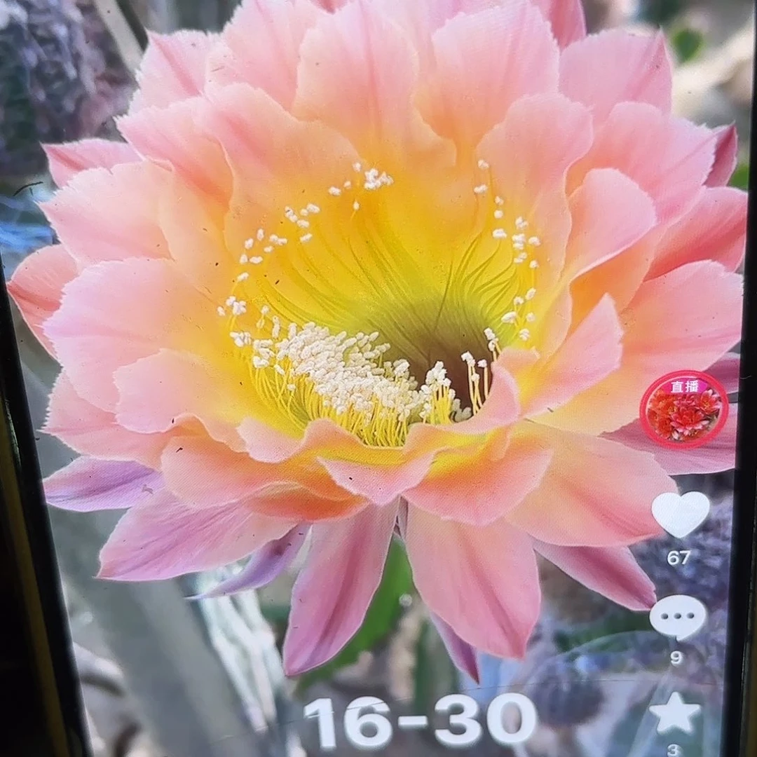 16-30彩侧牙20包邮仙人球47