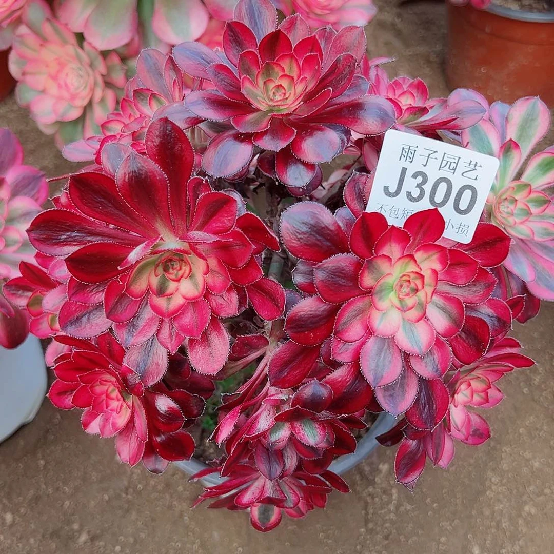 300香奈儿尺寸20左右