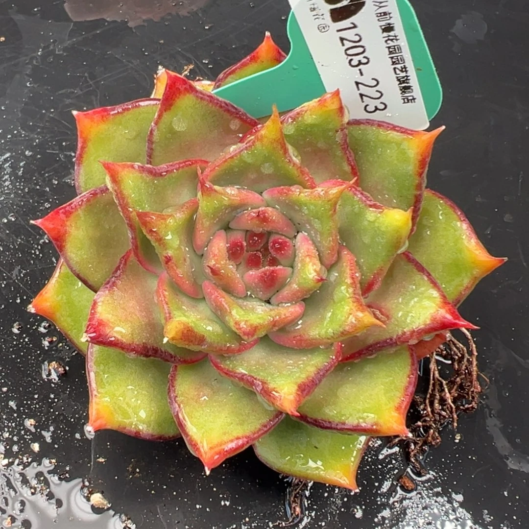 从前慢花园多肉编号1203-223