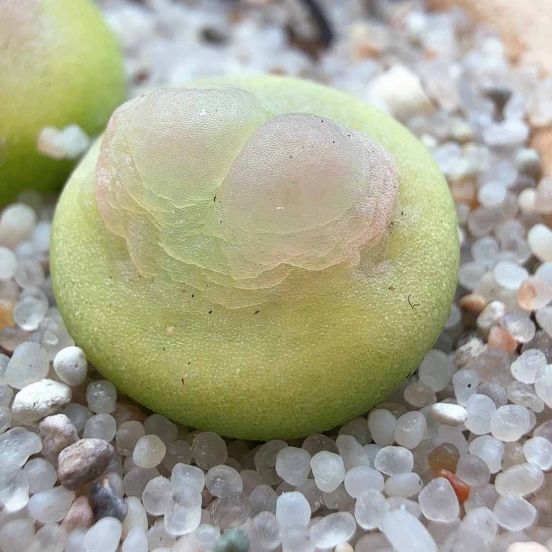 1.17.33/紫皮拉登1.1厘米多肉