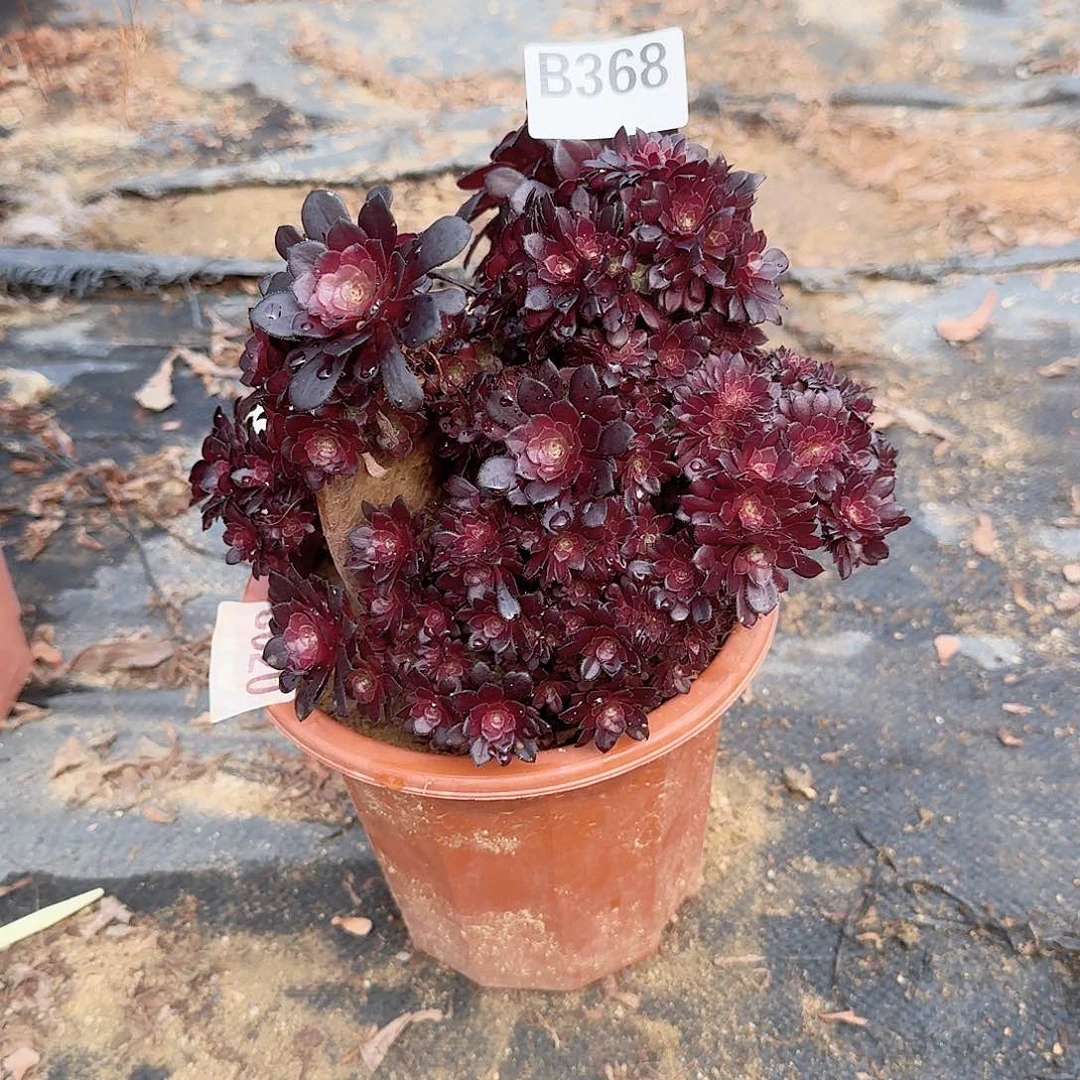 368铜壶朵朵一颗有大砍伤