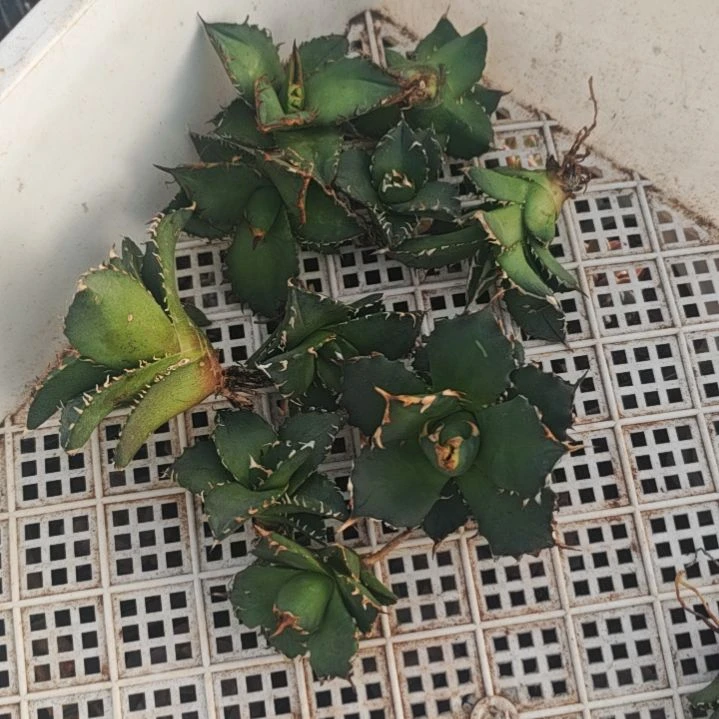 ****Q芽子精品龙舌兰精品龙舌兰精品