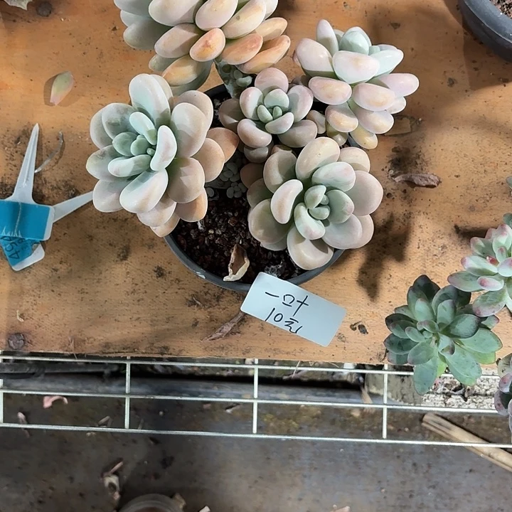 一***叶多肉植物一物一拍一叶