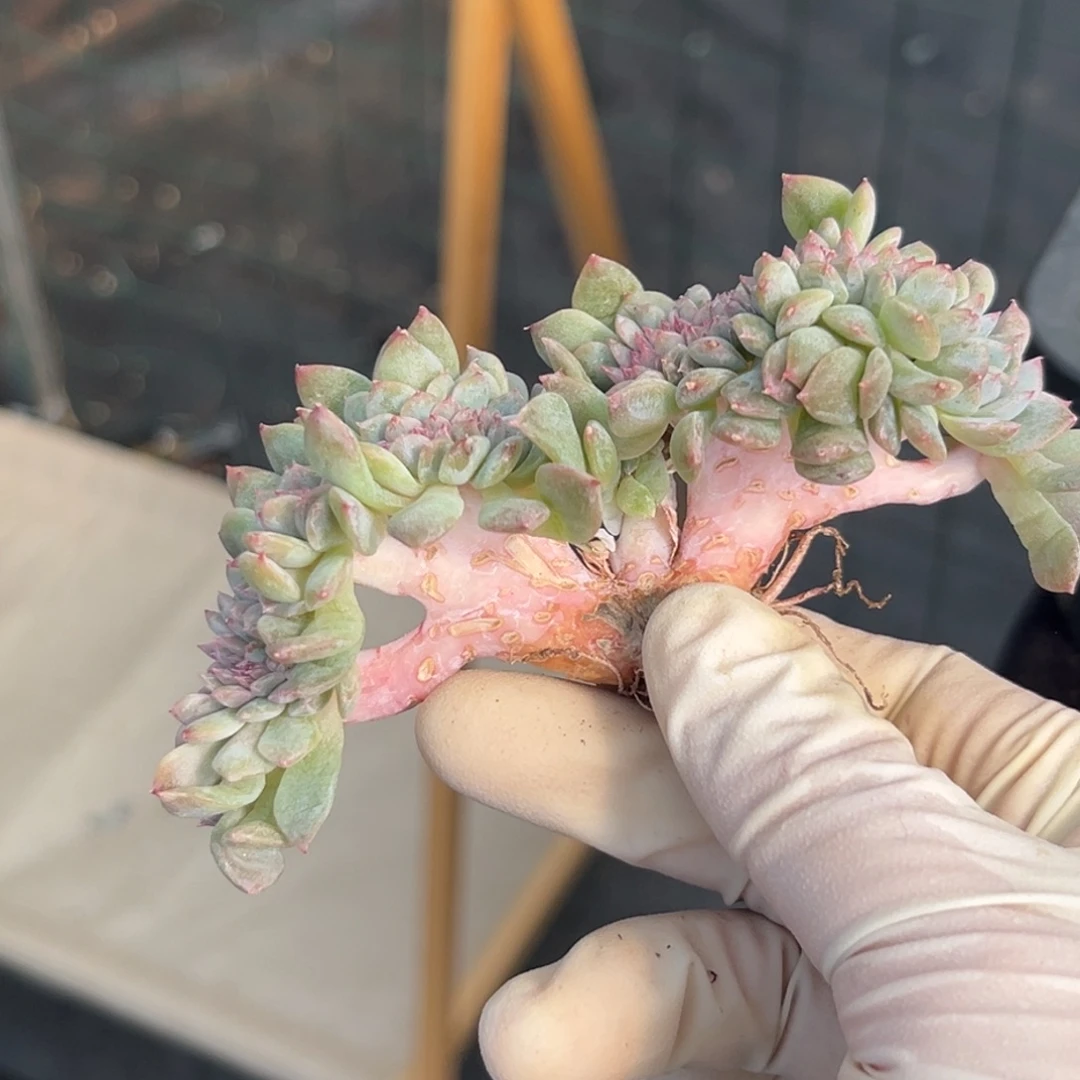 新年快乐 新年快乐