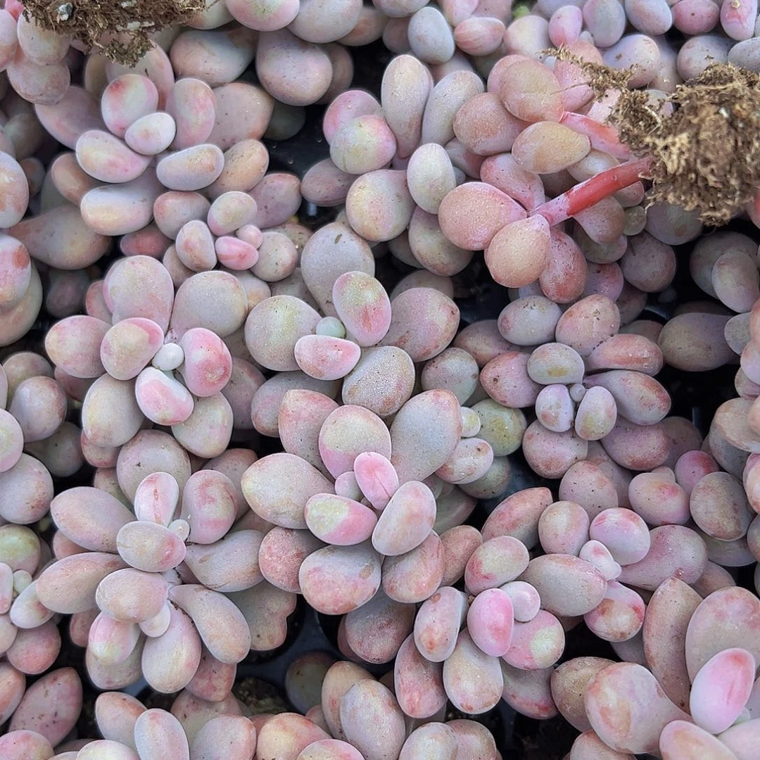 穴盘双头桃蛋5颗19包邮