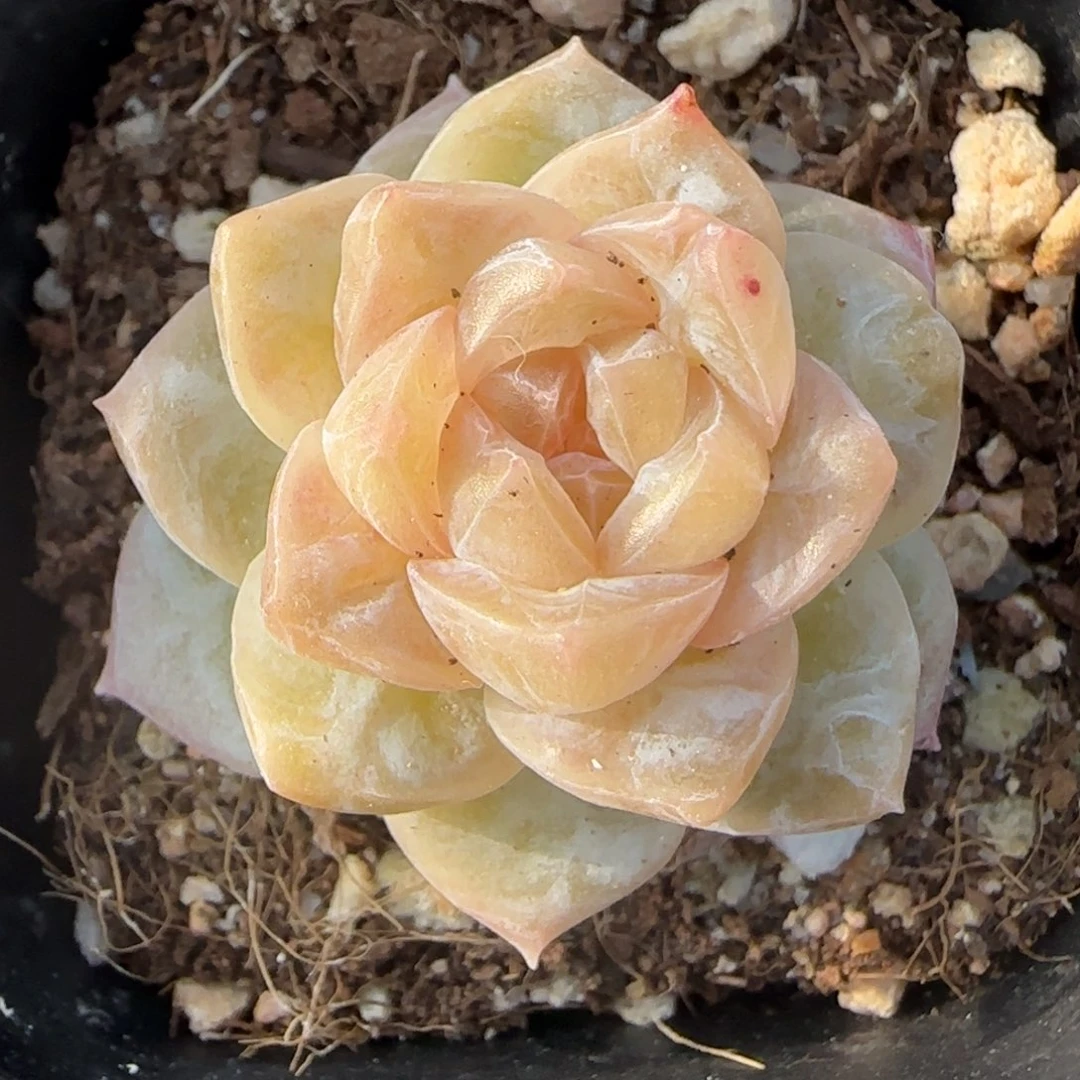 小卡拉米糖心一物一拍