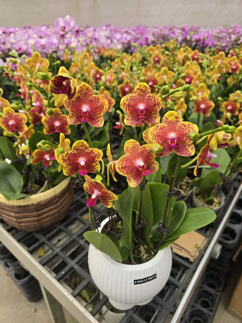 【香妃】带香味蜡质花蝴蝶兰