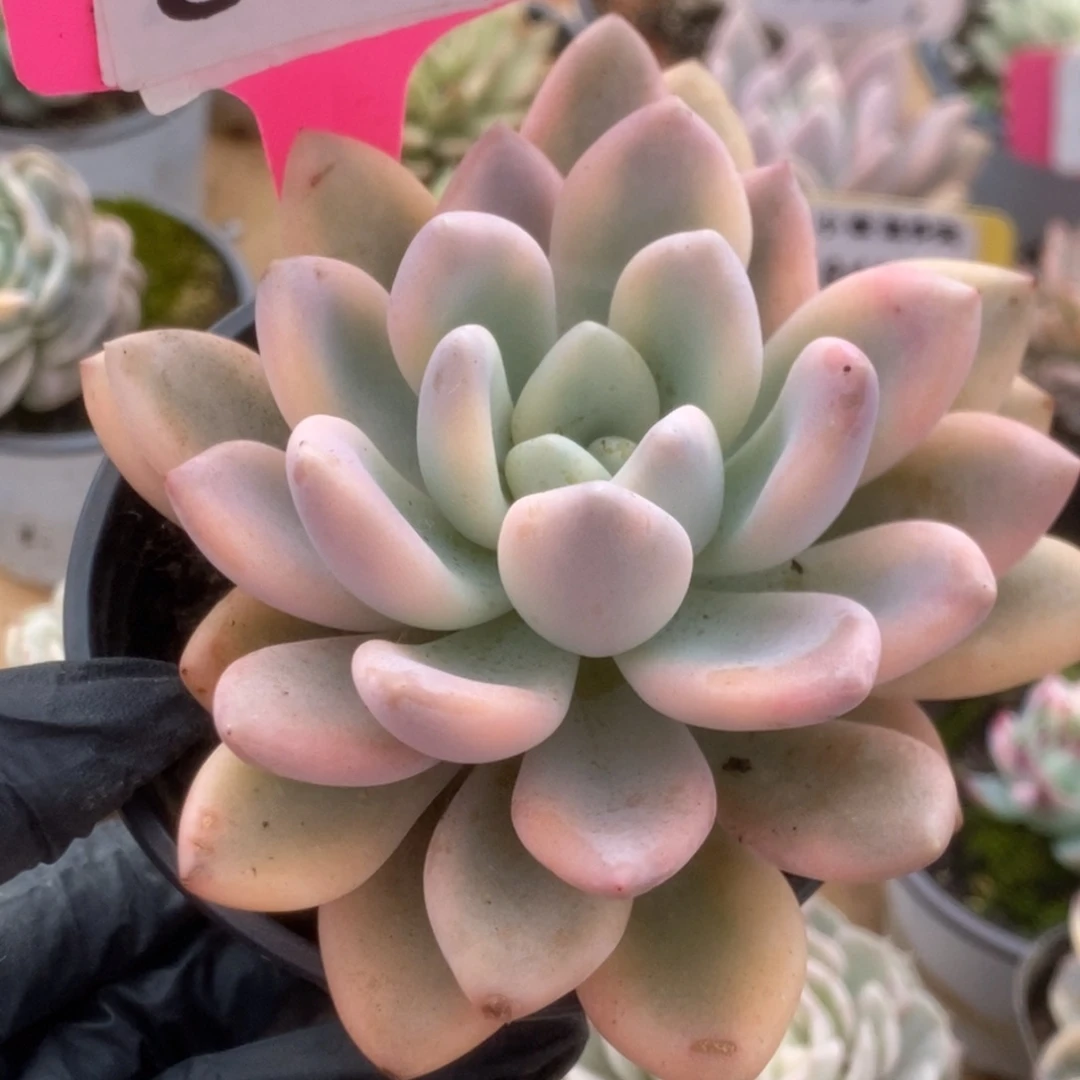 592新奥普锦锦锦锦锦