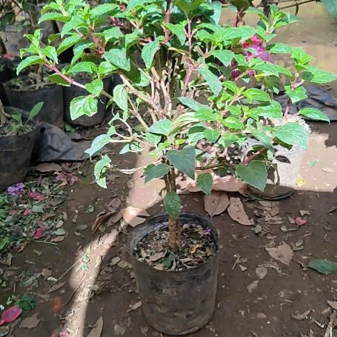 清***萍完全开放女王小苗1颗