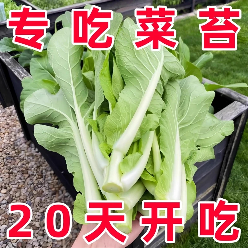 四季速生奶油白菜苔种子家庭阳台盆栽蔬菜种籽高产易种菜心秧苗