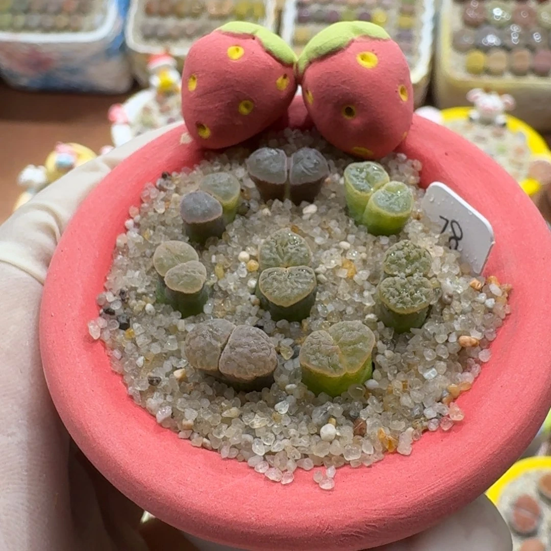 1117-018连盆带花班克彩套