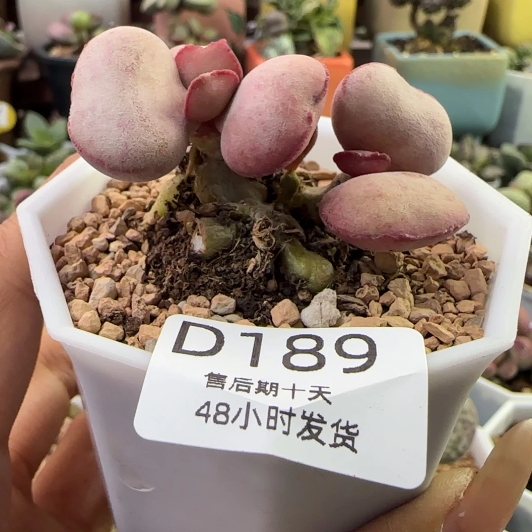 卿***岚福利多肉。    189。