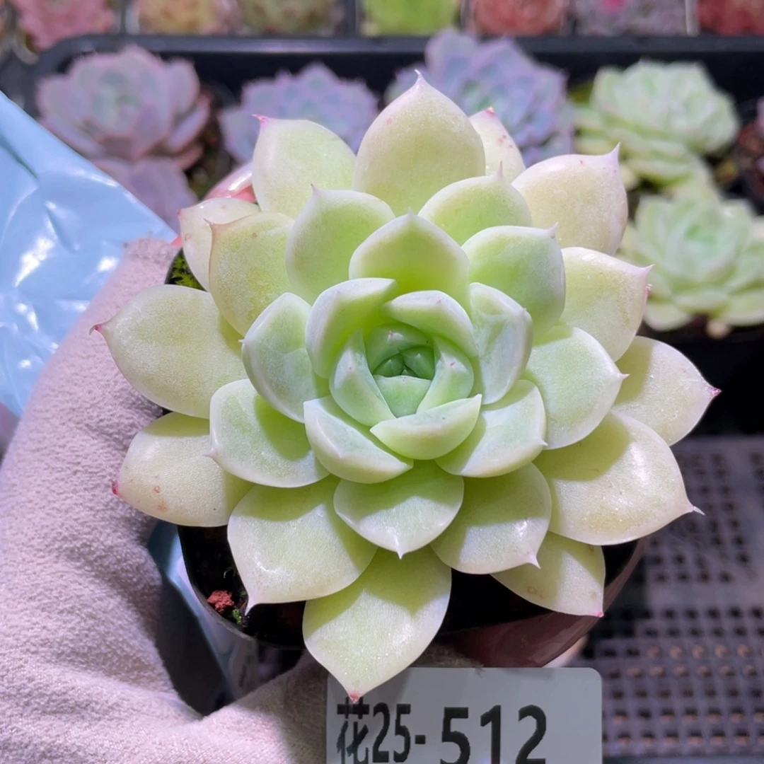 花利美25-512白冰雪女王