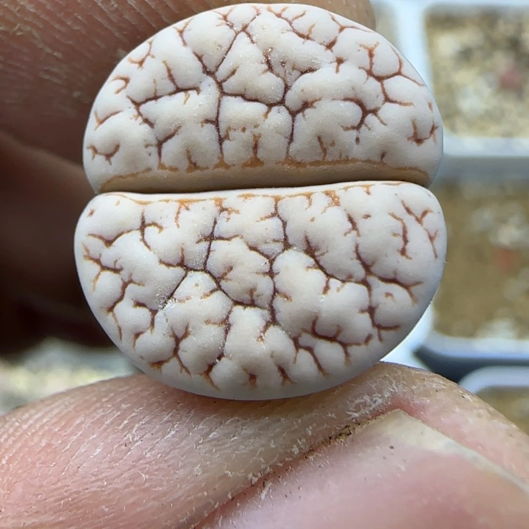 455 生石花大棚直播