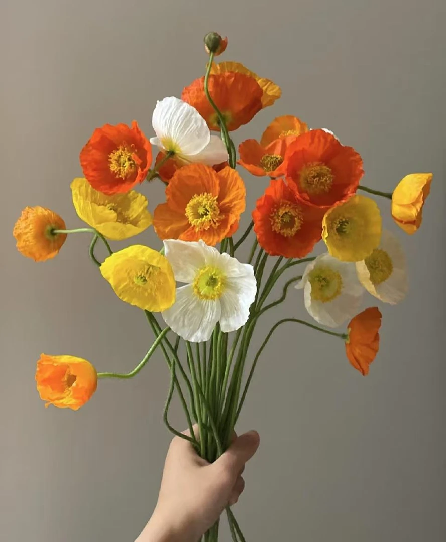 【葡璞花舍】冰岛虞美人  1扎 （18-22支）基地直发（一单包邮）