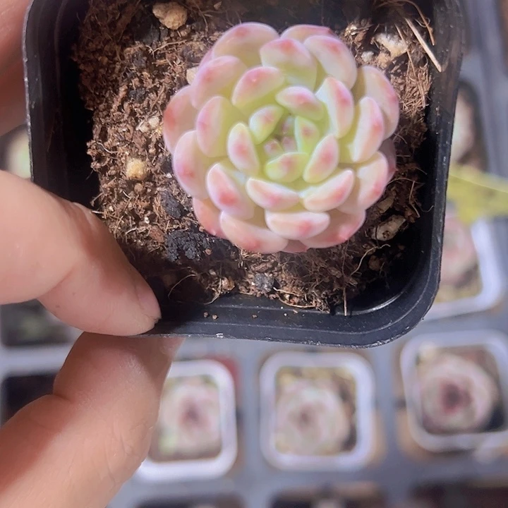 白胖子精品多肉植物大战