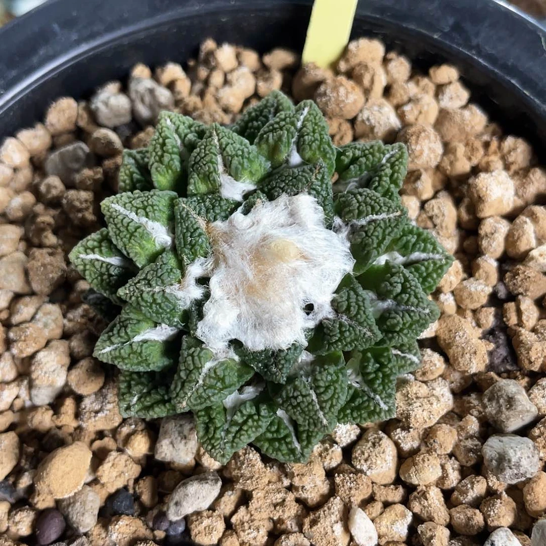 9日18号自根黄体大尤黑牡丹