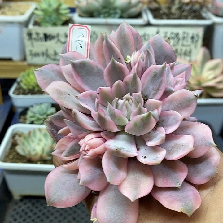 01232 粉蝶覆轮锦自然群 头盖