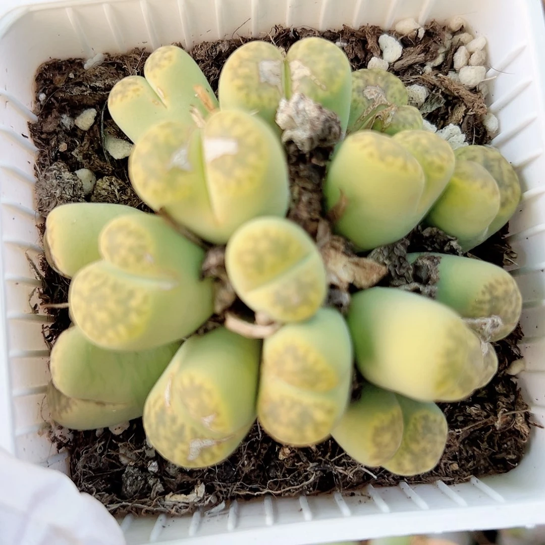 10004 好养易活生石花大母本