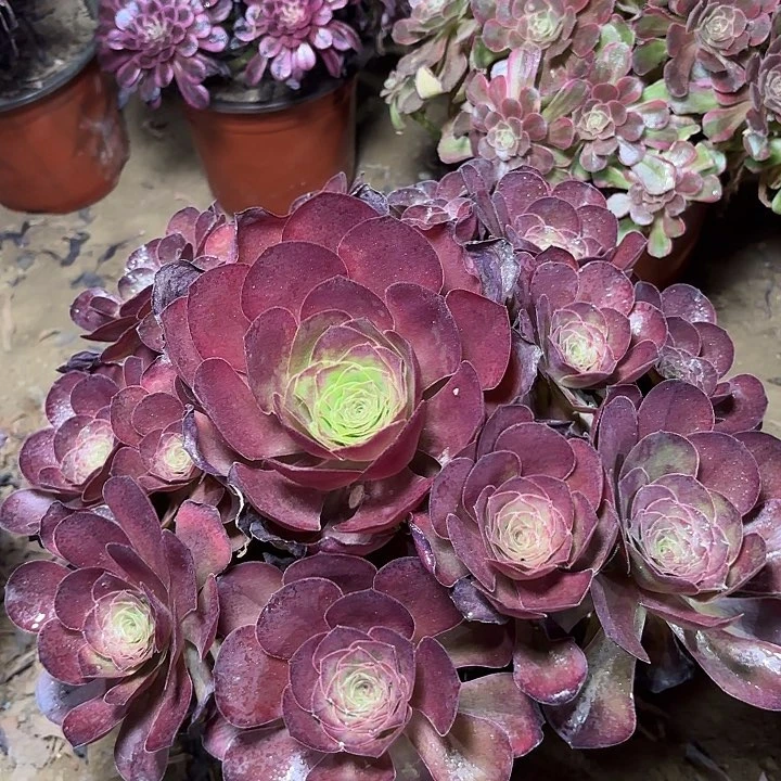 多肉植物魅金玫瑰3
