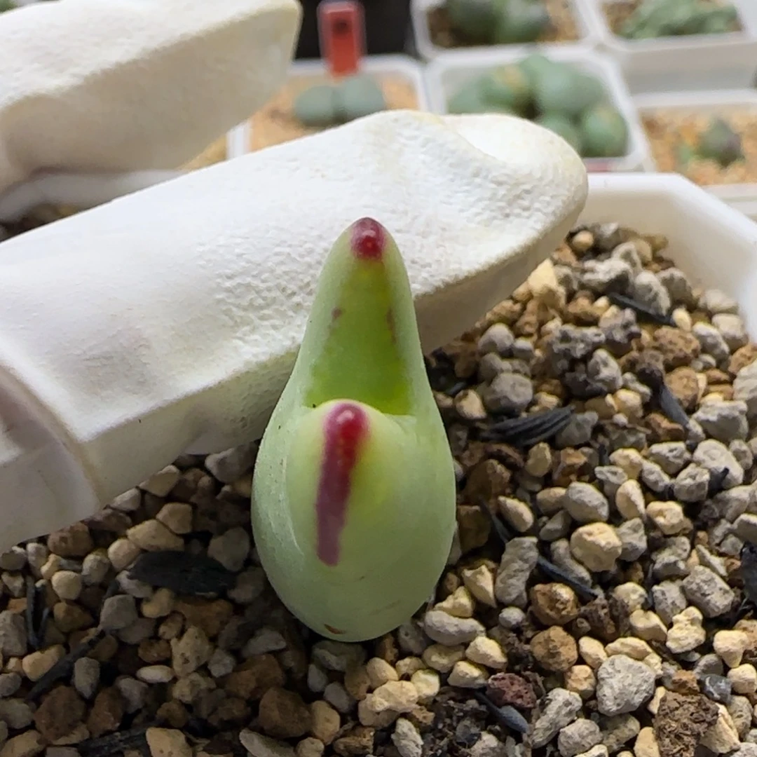 12-19-1-4当天满38包邮黄金mini皮卡丘脱土