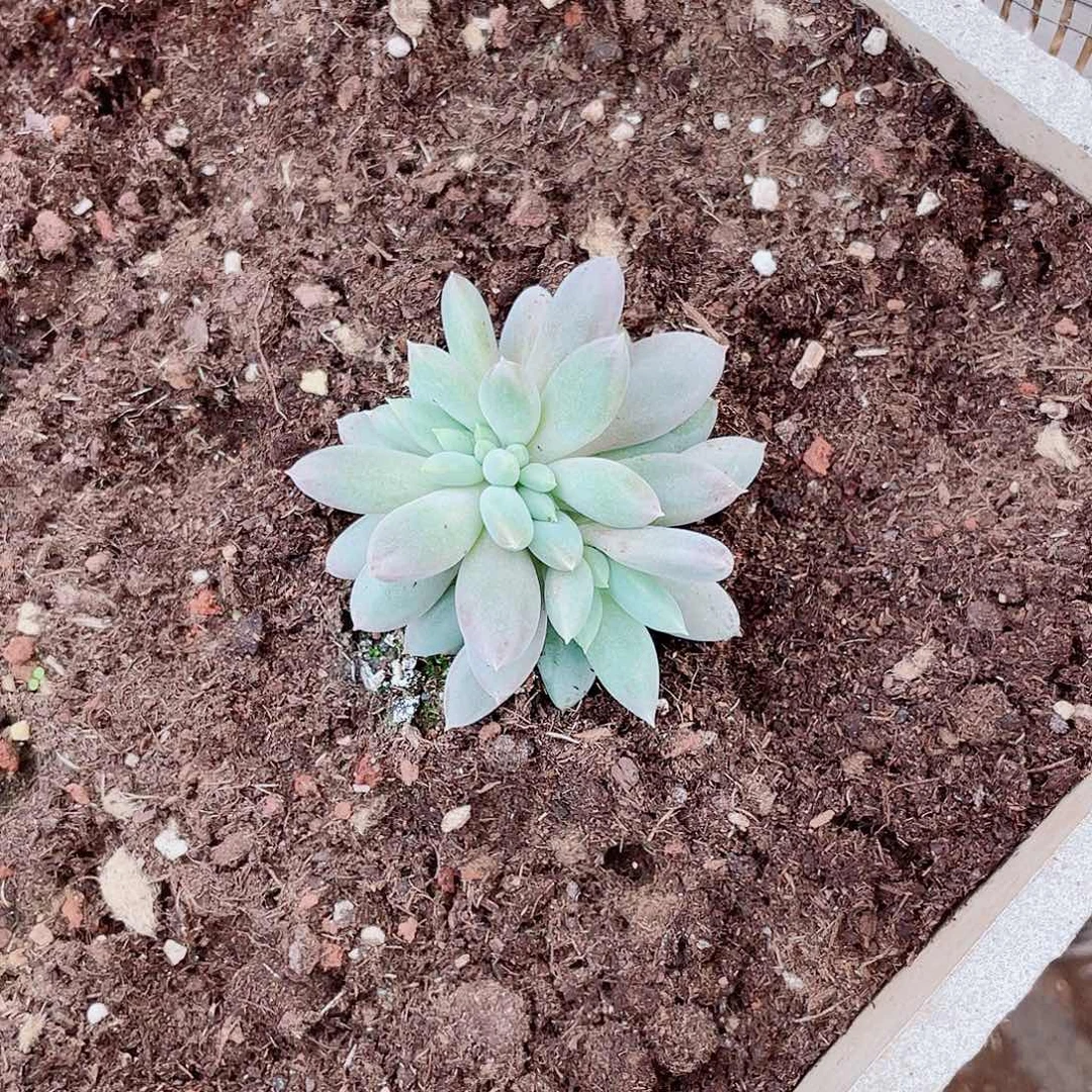 焦糖小树歌特萝莉