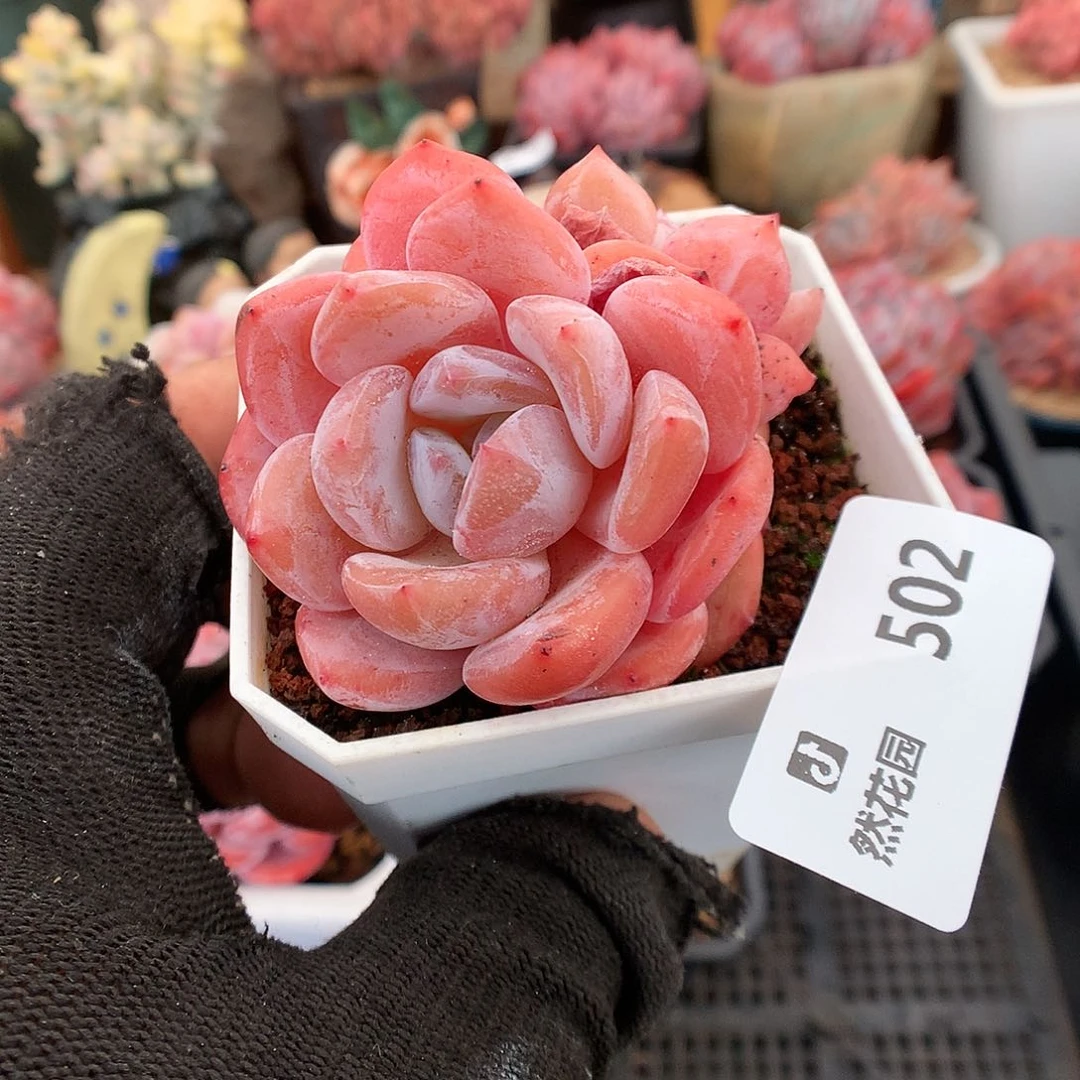 502红石星星影多肉植物6666