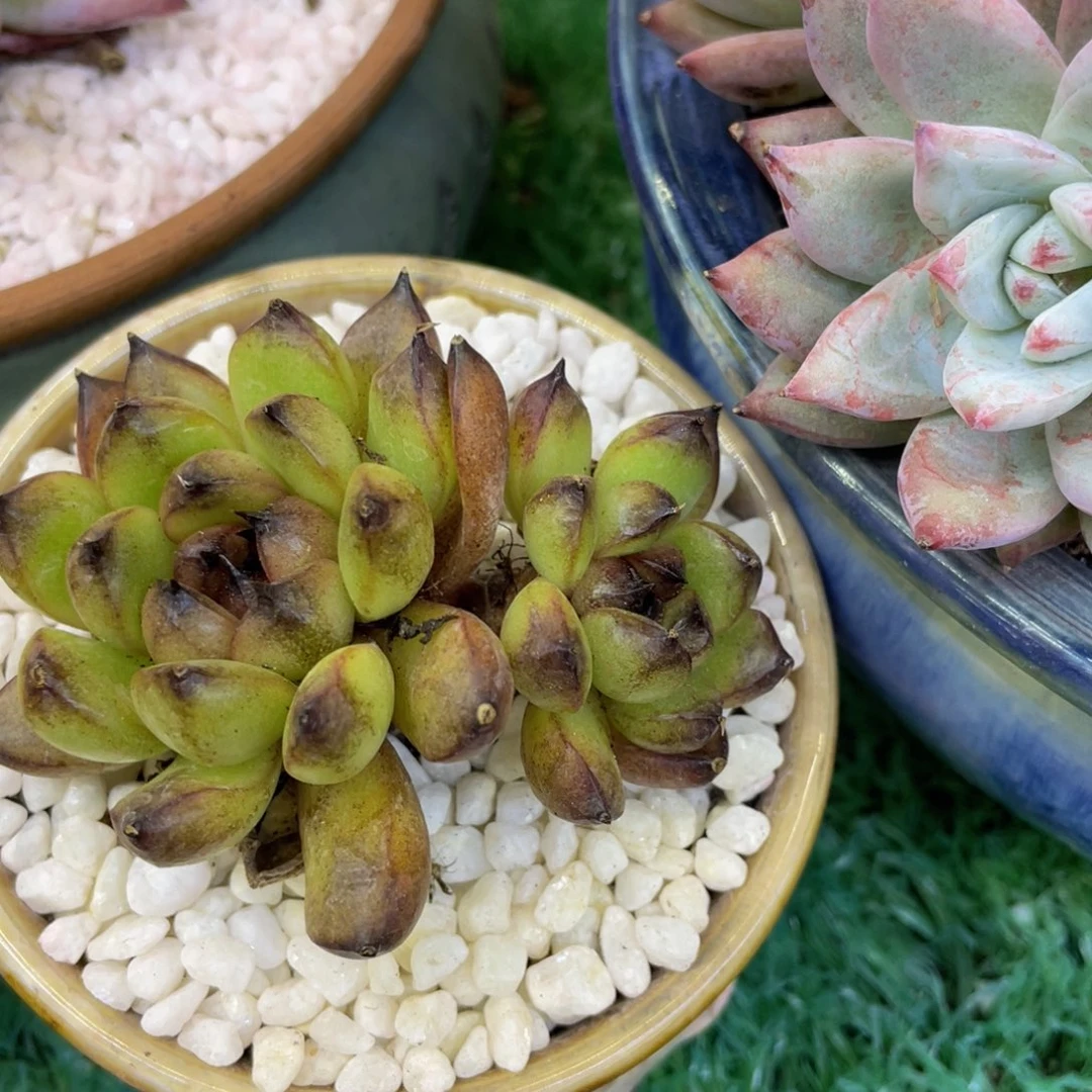 多肉植物盆栽多肉